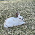 Free too home 2x male rabbits -0