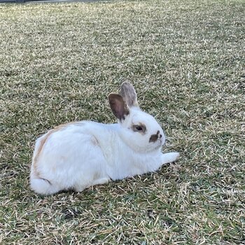 Free too home 2x male rabbits 