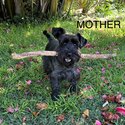 Purebred Miniature schnauzers puppies for sale-5