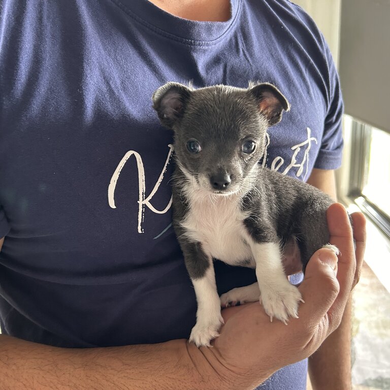 Blue and white male Chihuahua