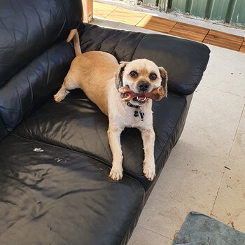 Male and female maltese x to go together