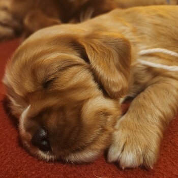 Cockerlier Puppies Ruby & Gold Coloured