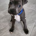 Blue English Staffy Puppy-1