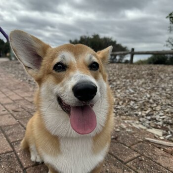 Beautiful "Willow" Boy - Corgi Pembroke