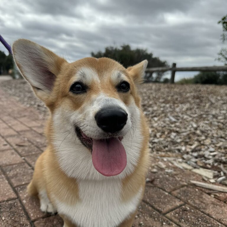 Beautiful &quot;Willow&quot; Boy - Corgi Pembroke