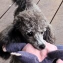 Tiny Toy Poodle, silver girl, an exceptional companion-0