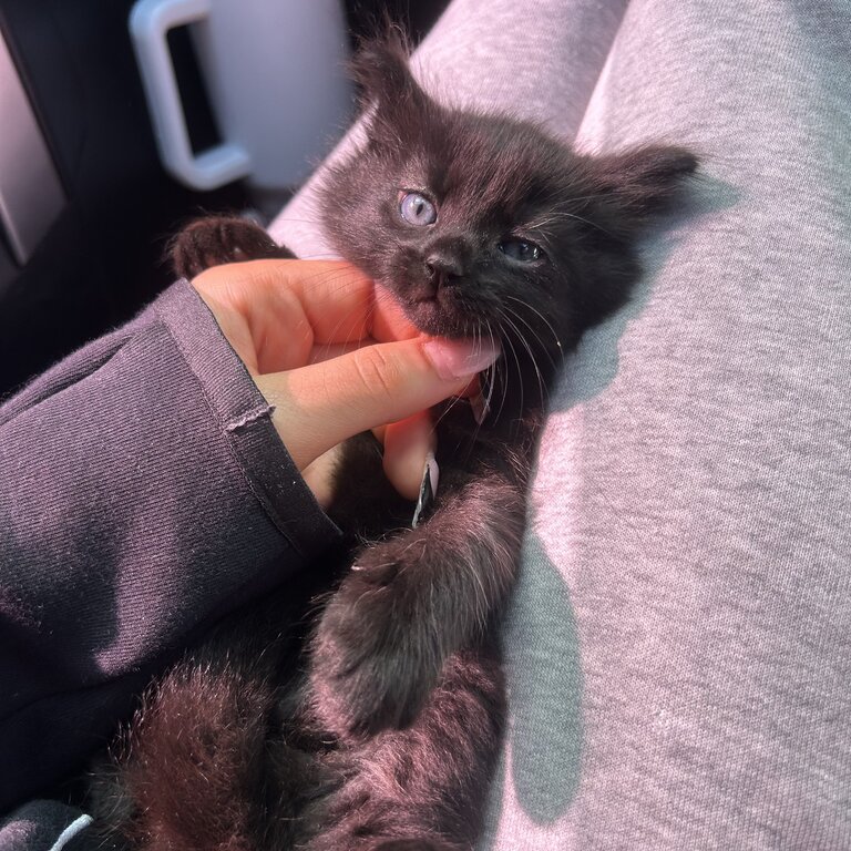 Black male kitten - Cross bred with Rag Doll