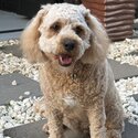 Female Red And White Cavoodle -1