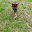 German Shepherd puppies with pedigree-1