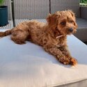 Cavalier x poodle toy (READ THIS ADVERT IF YOU'RE SERIOUS TO ADOPT THIS PUP)-0