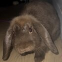 Baby Mini Lop Rabbit -2