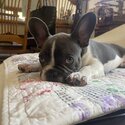 3 month old french bulldog puppy-3