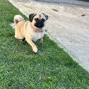 Fawn pug-5