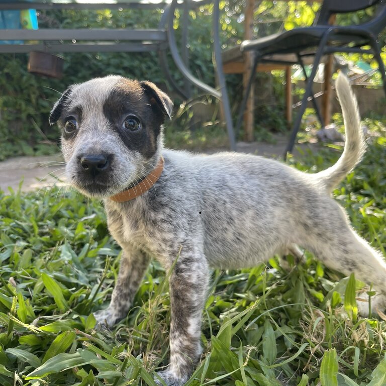 Puppies ready for new homes