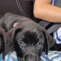 Purebred Labrador puppies - Available NOW-2