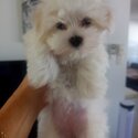 Papered Purebred Maltese Pups for sale-3