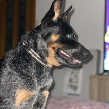 Male Cattle Dog 