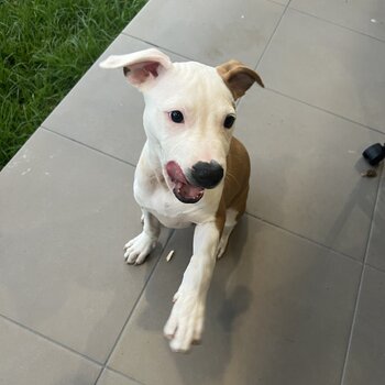 Chicko the Staffy x Pup 