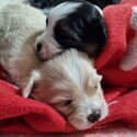 Beautiful Puppies for Sale-1