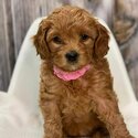 Cavoodles Puppies and Adult males and female -4