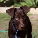 15 week old pure bred Australian kelpie-1