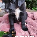 KELPIE X BORDER COLLIE Puppies Ready to Collect (Only 3 Left)-2