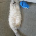 Ragdoll Kittens For sale -1