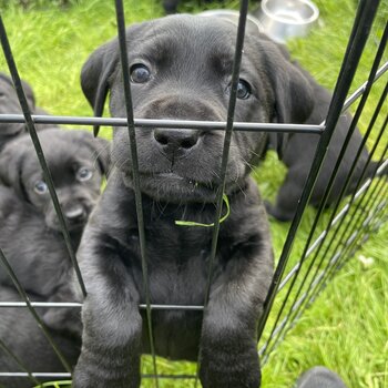 Labrador Puppies