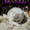 Border Collie Puppies-2