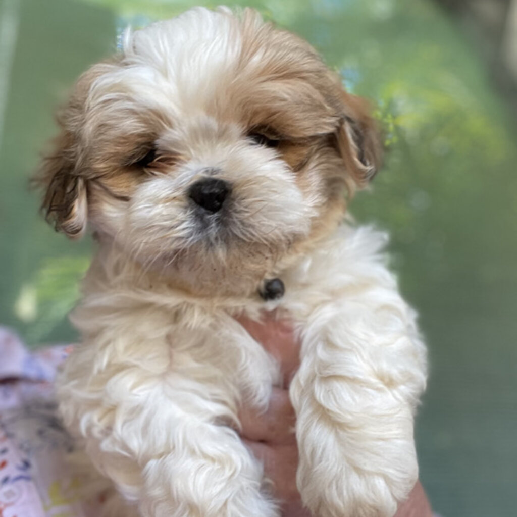 Pure Bred Shihtzu Puppies