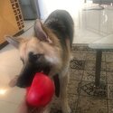 Gorgeous, 1 year old GSD for sale-1