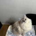 Sweet ragdoll Rosie-1