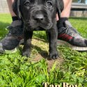 Labrador Puppies-1