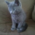 TOP quality TICA Registered Pedigree Russian Blue Kittens-1