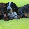 Dachshound puppies-1