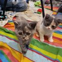 Purebreed british shorthair kittens-3