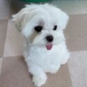 Pomeranian  and Maltese Puppies for adoption males and females -0