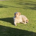 Labrador needs rehoming-1