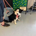 Border collie cross- female-5