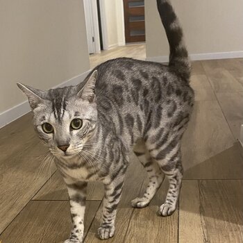 2x Pure Breed Bengal Cats 