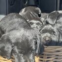 Purebred Labrador Puppies-4