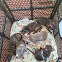 🌟 ❤️Staffie Pups Looking for Their Fur-ever Homes!❤️🌟-0