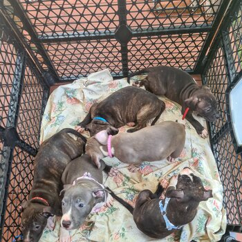 🌟 ❤️Staffie Pups Looking for Their Fur-ever Homes!❤️🌟