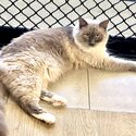 I am selling my 2 year old Ragdoll (Blue) Male.-4