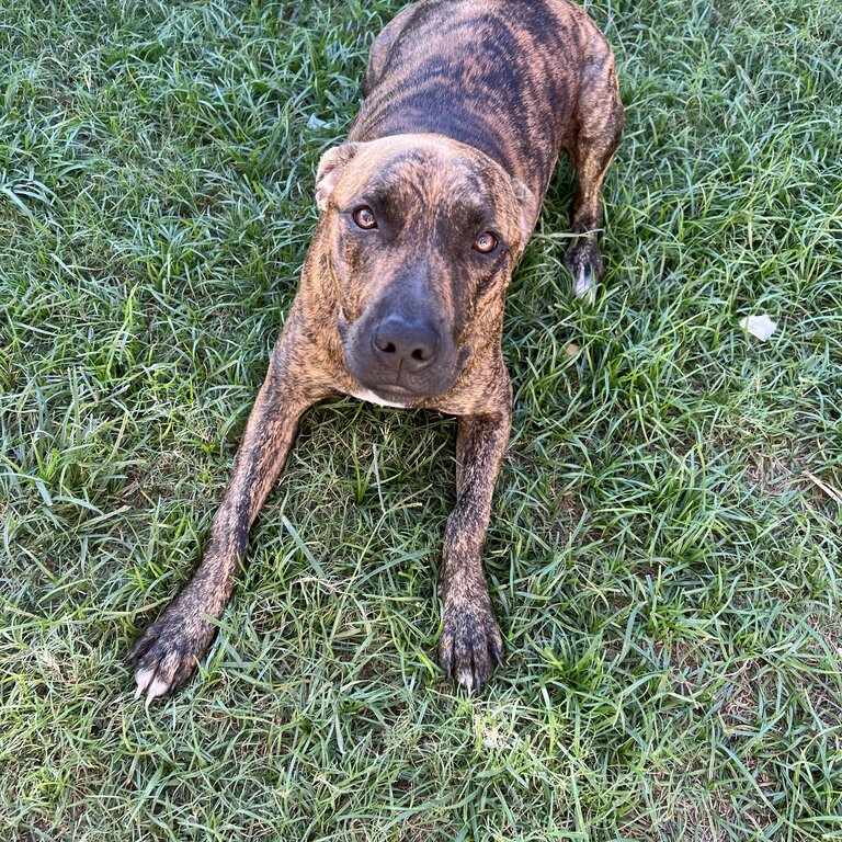 Staffy 15month old boy 