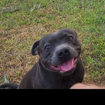 Blue staffy