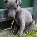 Healthy strong pure bred whippet puppies ready for forever home's.-5