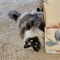 Chocolate point Ragdoll-3