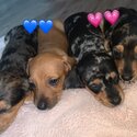 Purebred Miniature Dachshunds -0