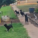 Kelpie x border Collie -2